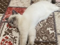 6 aylık erkek british shorthair