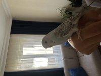 4 MUHABBET KUŞU KOMİK RAKAM