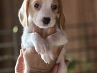 Safkan Beagle Yavruları