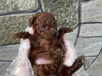 Core toy poodle köpeği