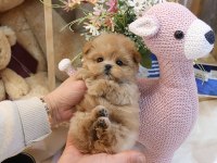 FİNCAN BOY MALTİPOO BEBEKLERİM KAPIDA ÖDEMELİ