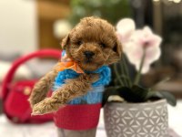 Yarışma düzeyi 0 boy Maltipoo Luna