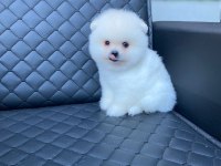 ukranya girişli pomeranian boo yavrum