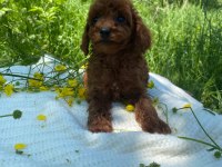 Erkek toy poodle bebekler
