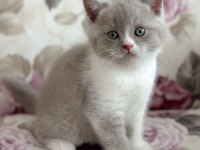 Nadir bulunan harika lilac bicolor yavru british shorthair