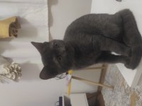 British shorthair kedisi 8-10 aylık
