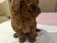 POODLE BEBEK