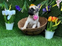 ORJİNAL PUG YAVRULAR AİLELERİNİ BEKLİYOR
