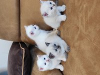 British Shorthair Yavruları