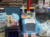 SİYAM MAVİ GÖZ ORJİNAL CANLI GELİP BAKABİLİRSİNİZ