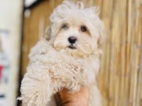 ORJİNAL MİNİ BOY GARANTİLİ MALTİPOO
