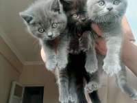 British Longhair Yavrular