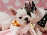 FRENCH BULLDOG YAVRULARI