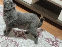 Scottish fold erkek kısırlaştırılmış kedimiz