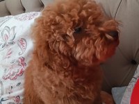 Safkan erkek poodle yavrumuz teslime hazırdır