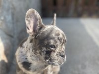 Erkek 7 aylık merle tan french bulldog
