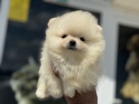 En güzel karbeyaz pomeranian boo yavrularımız