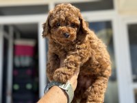 Ruhsatlı çiftlikde ziyarete açık toy poodle