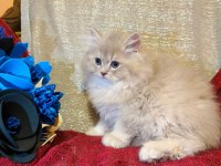 A Kalite British Longhair Yavrular