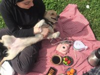 Jack russell melezi balım yeni yuva arıyor