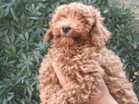 Ev ortamında toy poodle yavrular