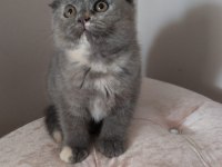 FAVORİ DUMAN RENGİ SCOTTİSH KEDİMİZ İLANDA