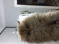 BEHLÜL KEDİMİZE YENİ YUVA ARIYORUZ