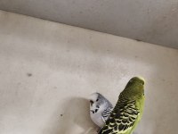 Jumbo muhabbet kuşumuz