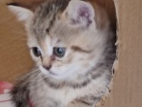 Alanya scottish fold ve straight beyaz gri erkek yavrular