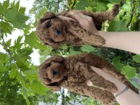 Toy Poodle bebekler