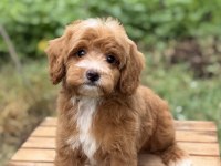 Party Colour Erkek Üst Düzey Maltipoo