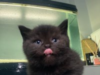 2 aylık british shorthair erkek