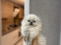 SCOTTISH FOLD LONGHAIR YAVRULARIM