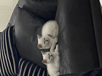 Pamuk british shorthair kızlar