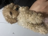 Erkek Maltipoo Bebeğimiz