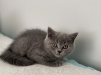 British shorthair 2 aylık dişi