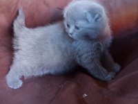 British Shorthair Kedimiz Adana Seyhan