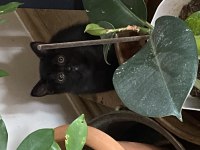 British shorthair kızım kendisini yeni yuvasını arıyor