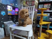 3 Aylık Aşılı Poodle Bebek