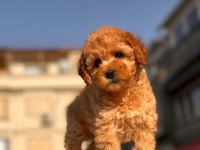 Red Toy Poodle Yavrular