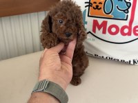 Petmode köpek çiftliğinde ziyarete açık toy poodle