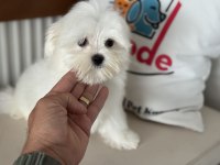 Çok özel tea cup kore kan maltese yavrumuz