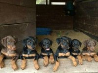 Siyah ve kızıl king doberman yavrularımız