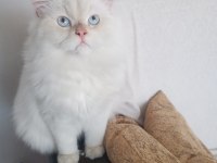 Chinchilla erkek safkan