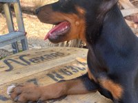 Doberman köpekler acil yeni yuvalarına hazırlar