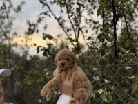 POODLE YAVRUMUZ YENİ YUVASINI ARIYOR
