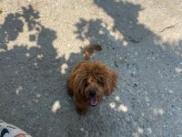 Yetişkin Toy Poodle