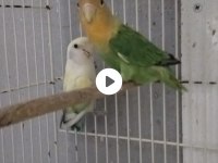 Sevda Papağanı Çifti