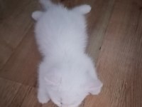 British shorthair scottish straight