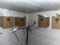 7 erkek ve 7 dişi üremeye hazır yetişkin muhabbet kuşlar